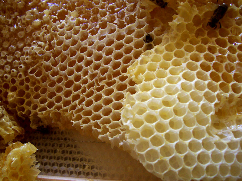 Raw Honey In Honeycomb Of Wildflowers 600g