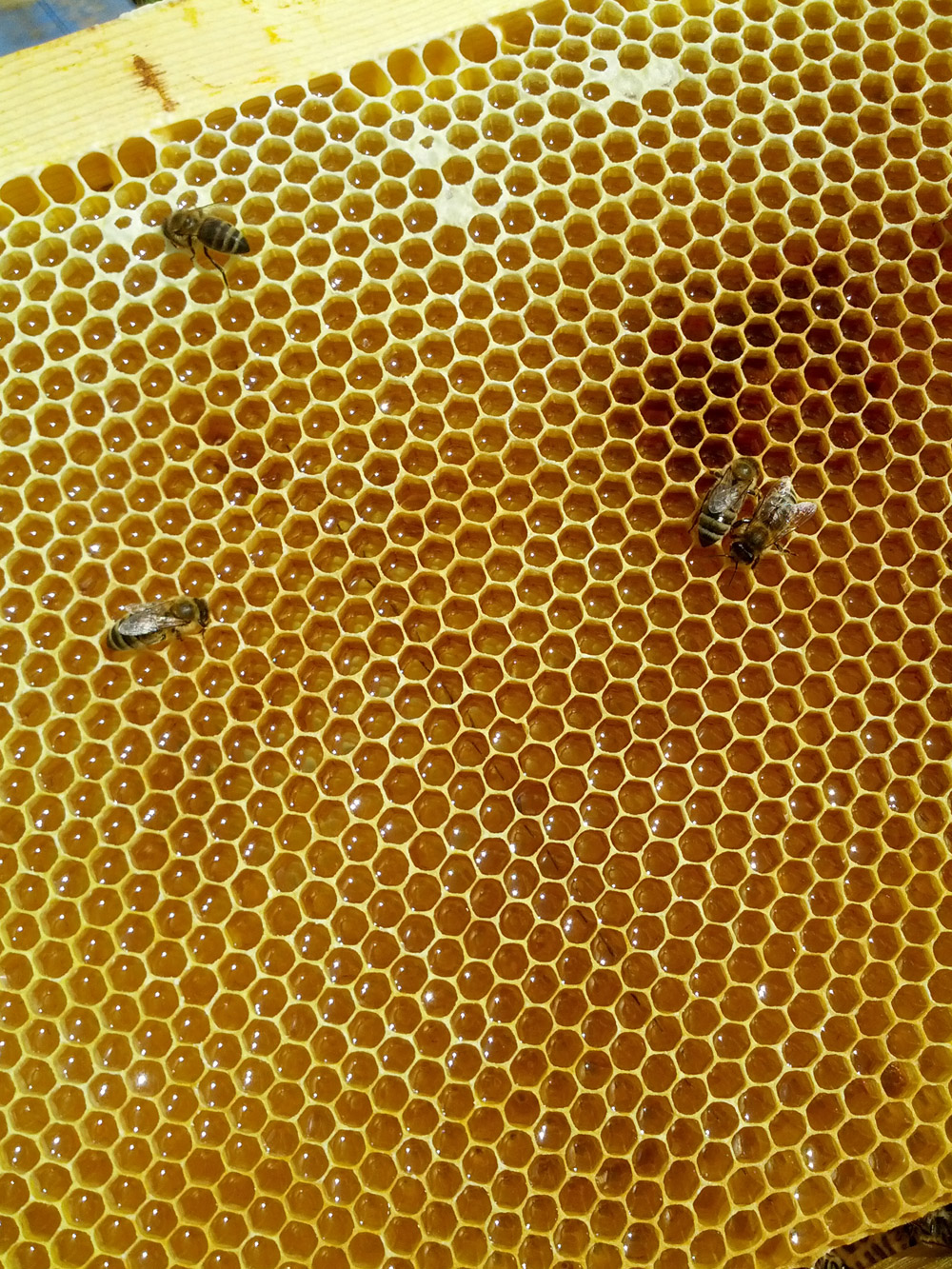 1.5kg Multiflower Pure Raw Organic Honey Unfiltered Unheated Crystallized Honey